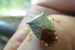 セアカツノカメムシ
