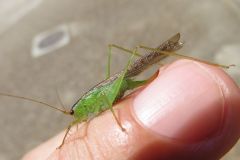 セスジササキリモドキ