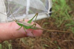 オナガササキリ