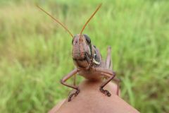 ツチイナゴ