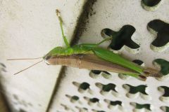 ハネナガイナゴ