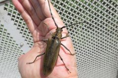 ミヤマカミキリ