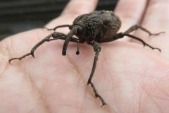 オオゾウムシ