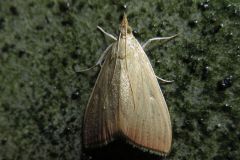 シナチクノメイガ?