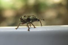 トゲアシクチブトゾウムシ
