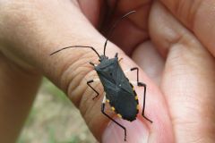 キバラヘリカメムシ