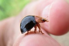 ムネアカオオクロテントウ