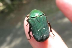 アオハナムグリ