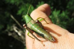 キンキフキバッタ