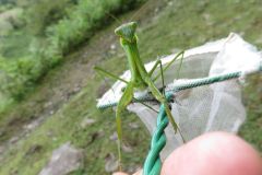 オオカマキリ