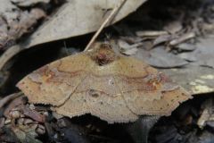 チョウセンツマキリアツバ