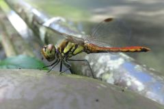 アキアカネ