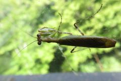 ヒメカマキリ