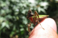 ヒメカマキリ