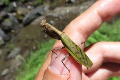 ヒメカマキリ