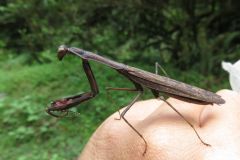 コカマキリ