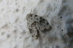 クシヒゲホシオビコケガ