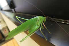 ヤマクダマキモドキ