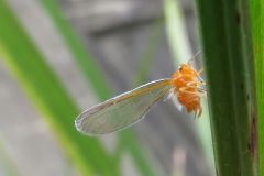 アカハネナガウンカ