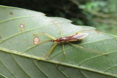 ヒゲナガサシガメ