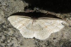ウスキクロテンヒメシャク
