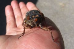 アブラゼミ
