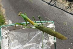 オオカマキリ
