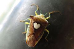 エサキモンキツノカメムシ