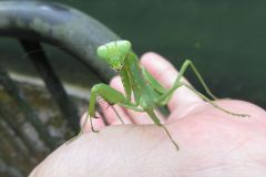 ハラビロカマキリ