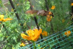 ホシホウジャク