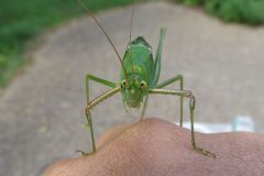 ヤマクダマキモドキ