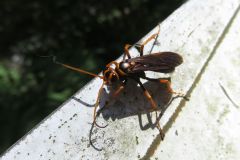 ベッコウクモバチ