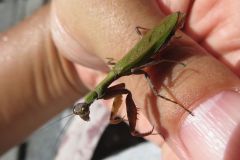 ヒメカマキリ