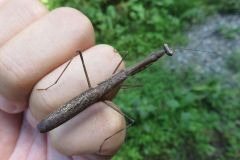 コカマキリ