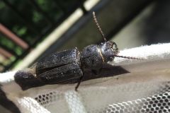クロカミキリ