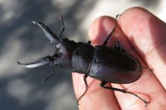 ノコギリクワガタ