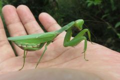 ハラビロカマキリ