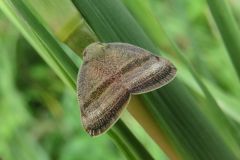 ヒメベッコウハゴロモ