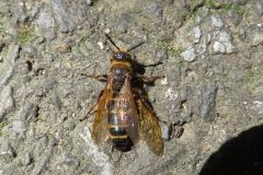 キンケハラナガツチバチ
