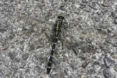 コオニヤンマ