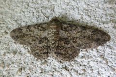 ウスバミスジエダシャク