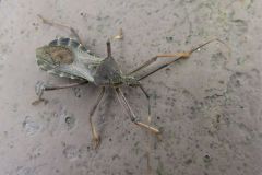 オオトビサシガメ