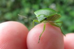 ツヤアオカメムシ