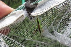 コバネササキリの幼虫