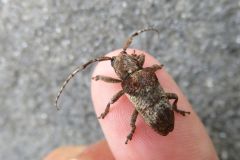 ワモンサビカミキリ