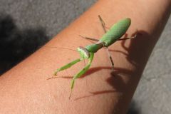 ハラビロカマキリ