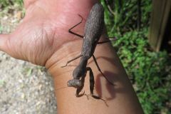 ハラビロカマキリ