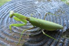 ハラビロカマキリ