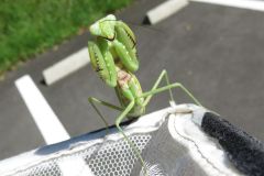 ハラビロカマキリ