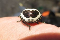アカスジキンカメムシ